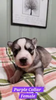 Purple Collar , a female Siberian Husky for sale in Wilson, NC – 3 of 3