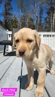 Dark Pink , a female Labrador Retriever for sale in Wilson, NC – Photo 3 of 5