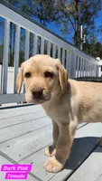 Dark Pink , a female Labrador Retriever for sale in Wilson, NC – Photo 4 of 5