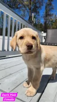 Dark Pink , a female Labrador Retriever for sale in Wilson, NC – Photo 1 of 5