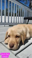 Dark Pink , a female Labrador Retriever for sale in Wilson, NC – Photo 5 of 5