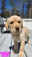 Dark Pink , a female Labrador Retriever for sale in Wilson, NC – Photo 2 of 5