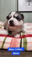 Blue Collar, a male Siberian Husky for sale in Wilson, NC – 1 of 3