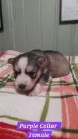 Purple Collar , a female Siberian Husky for sale in Wilson, NC – 2 of 3