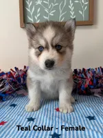 Teal Collar, a female Siberian Husky for sale in Wilson, NC – 2 of 2
