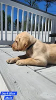 Dark Blue Collar, a male Labrador Retriever for sale in Wilson, NC – Photo 3 of 4