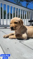 Dark Blue Collar, a male Labrador Retriever for sale in Wilson, NC – Photo 2 of 4