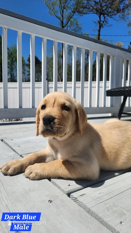 Dark Blue Collar – Labrador Retriever puppy for sale in Wilson, NC