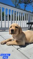 Dark Blue Collar, a male Labrador Retriever for sale in Wilson, NC – Photo 1 of 4