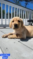 Dark Blue Collar, a male Labrador Retriever for sale in Wilson, NC – Photo 4 of 4