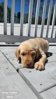 Gray Collar, a male Labrador Retriever for sale in Wilson, NC – Photo 4 of 5