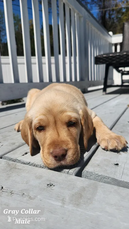 Gray Collar – Labrador Retriever puppy for sale in Wilson, NC