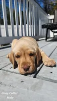 Gray Collar, a male Labrador Retriever for sale in Wilson, NC – Photo 1 of 5