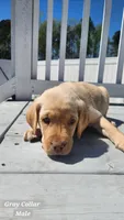 Gray Collar, a male Labrador Retriever for sale in Wilson, NC – Photo 5 of 5