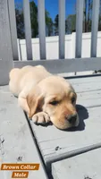 Brown Collar, a male Labrador Retriever for sale in Wilson, NC – Photo 2 of 4