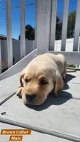 Brown Collar, a male Labrador Retriever for sale in Wilson, NC – Photo 3 of 4