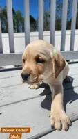 Brown Collar, a male Labrador Retriever for sale in Wilson, NC – Photo 4 of 4