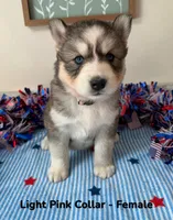 Light Pink Collar, a female Siberian Husky for sale in Wilson, NC – 3 of 3
