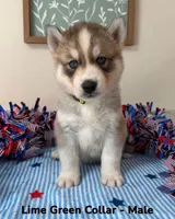 Lime Green Collar, a male Siberian Husky for sale in Wilson, NC – 2 of 3