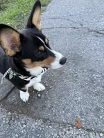 Muffin, a male Pembroke Welsh Corgi for sale in Florida City, FL – Photo 3 of 10