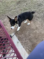 Muffin, a male Pembroke Welsh Corgi for sale in Florida City, FL – Photo 5 of 10