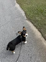 Muffin, a male Pembroke Welsh Corgi for sale in Florida City, FL – Photo 7 of 10