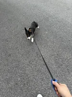 Muffin, a male Pembroke Welsh Corgi for sale in Florida City, FL – Photo 6 of 10