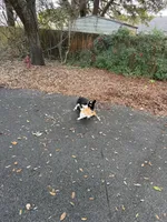 Muffin, a male Pembroke Welsh Corgi for sale in Florida City, FL – Photo 9 of 10