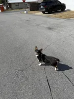 Muffin, a male Pembroke Welsh Corgi for sale in Florida City, FL – Photo 8 of 10