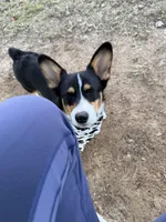 Muffin, a male Pembroke Welsh Corgi for sale in Florida City, FL – Photo 2 of 10