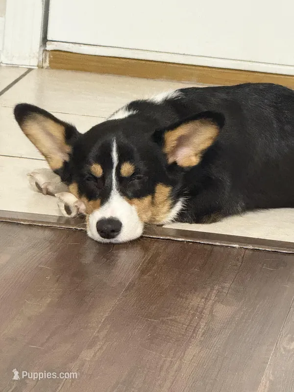 Muffin, a male Pembroke Welsh Corgi for sale in Florida City, FL – Photo 1 of 10