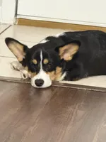 Muffin, a male Pembroke Welsh Corgi for sale in Florida City, FL – Photo 1 of 10