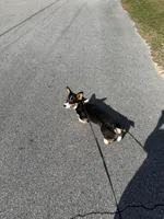 Muffin, a male Pembroke Welsh Corgi for sale in Florida City, FL – Photo 10 of 10