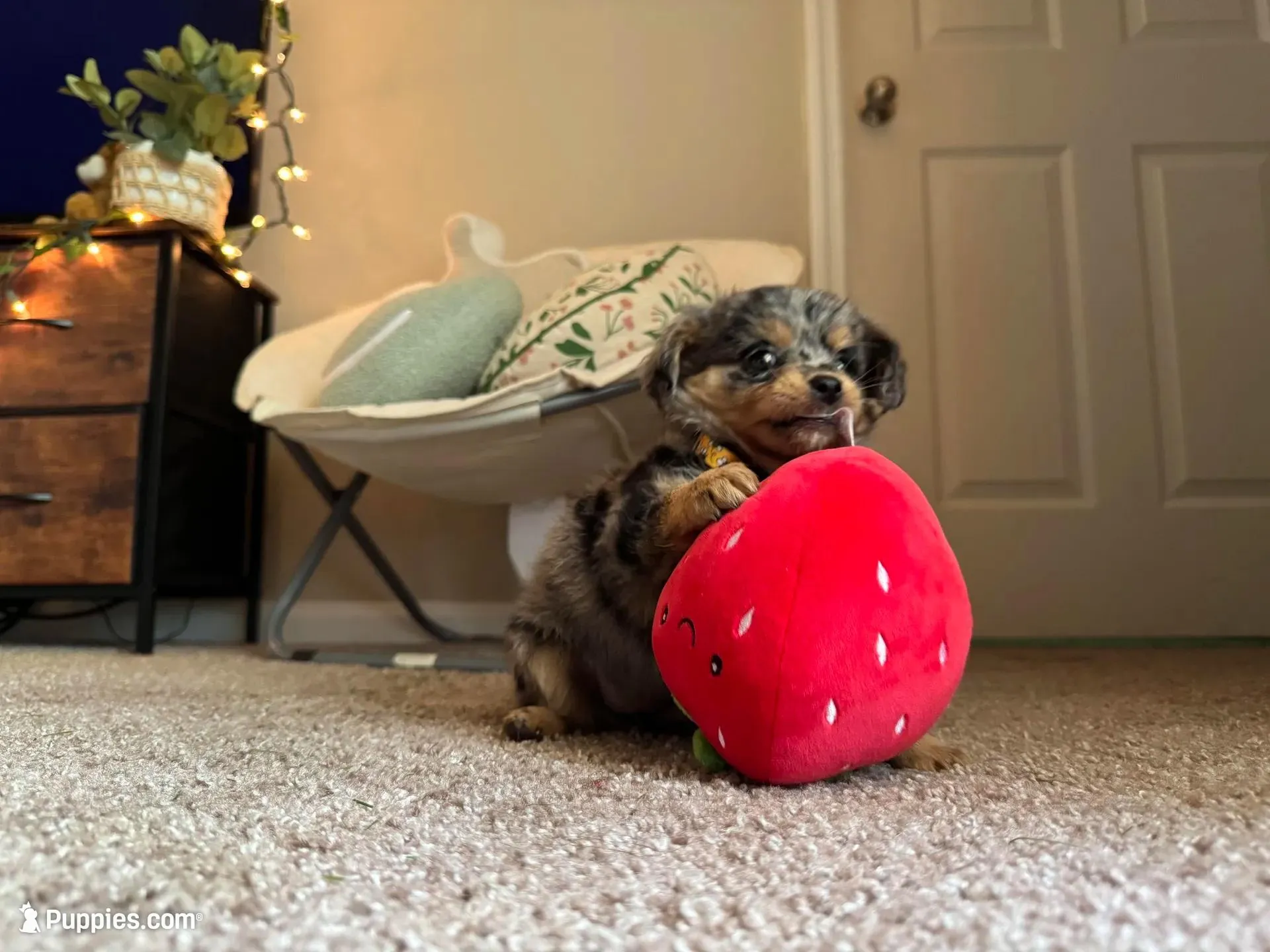 Millie, a female Miniature Aussiedoodle for sale in Huntsville, AL – Photo 1 of 4