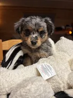 Millie, a female Miniature Aussiedoodle for sale in Huntsville, AL – Photo 3 of 4