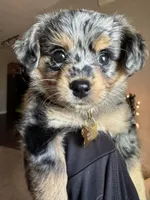 Millie, a female Miniature Aussiedoodle for sale in Huntsville, AL – Photo 2 of 4