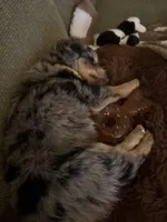 Millie, a female Miniature Aussiedoodle for sale in Huntsville, AL – Photo 4 of 4