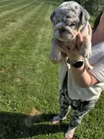 Female- English bulldog, a female English Bulldog for sale in Hamilton, OH – 3 of 9