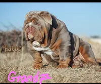 Female- English bulldog, a female English Bulldog for sale in Hamilton, OH – 9 of 9