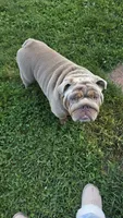 Female- English bulldog, a female English Bulldog for sale in Hamilton, OH – 7 of 9