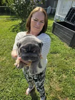 Male English bulldogs , a male English Bulldog for sale in Hamilton, OH – 8 of 10
