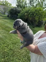 Male English bulldogs , a male English Bulldog for sale in Hamilton, OH – 4 of 10