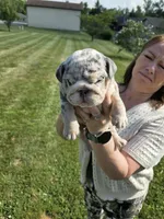 Female- English bulldog, a female English Bulldog for sale in Hamilton, OH – 4 of 9