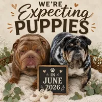 Female- English bulldog, a female English Bulldog for sale in Hamilton, OH – 8 of 9