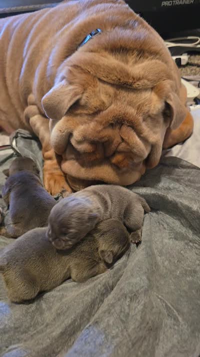 Male English bulldogs , a male English Bulldog for sale in Hamilton, OH – 10 of 10