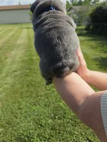 Male English bulldogs , a male English Bulldog for sale in Hamilton, OH – 3 of 10