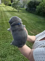 Male English bulldogs , a male English Bulldog for sale in Hamilton, OH – 5 of 10