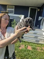 Male English bulldogs , a male English Bulldog for sale in Hamilton, OH – 7 of 10