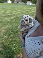 Female- English bulldog, a female English Bulldog for sale in Hamilton, OH – 5 of 9