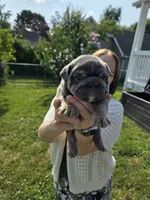 Male English bulldogs , a male English Bulldog for sale in Hamilton, OH – 2 of 10